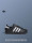Классические кроссовки SUPERSTAR II с круглым носком для мужчин и женщин adidas Adidas official clover mini 0