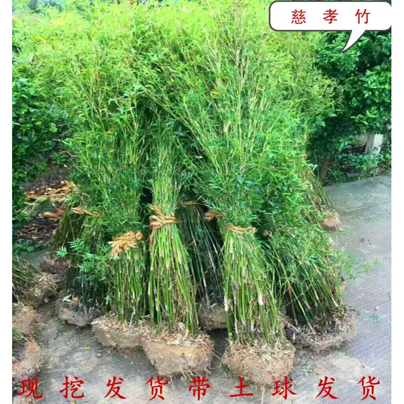绿化丛生竹子慈孝竹孝顺竹户外庭院植物四季常青风景竹小叶凤尾竹