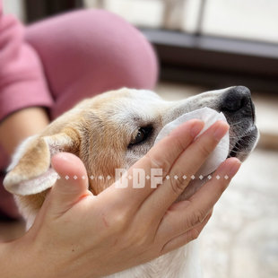 贝多芬宠物/KOJIMA宠物眼部湿巾猫狗泪痕去眼屎猫咪眼睛清洁用品