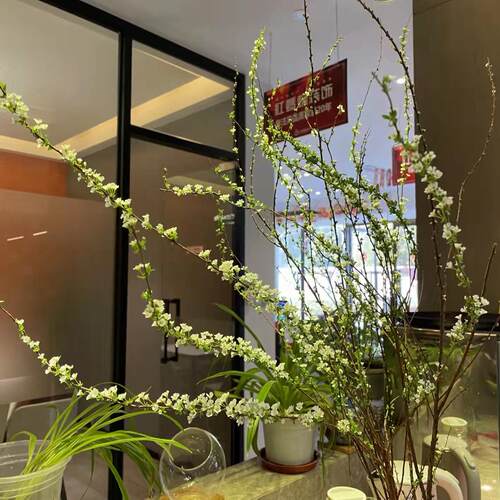 新鲜雪柳喷雪花带芽花苞发货云南