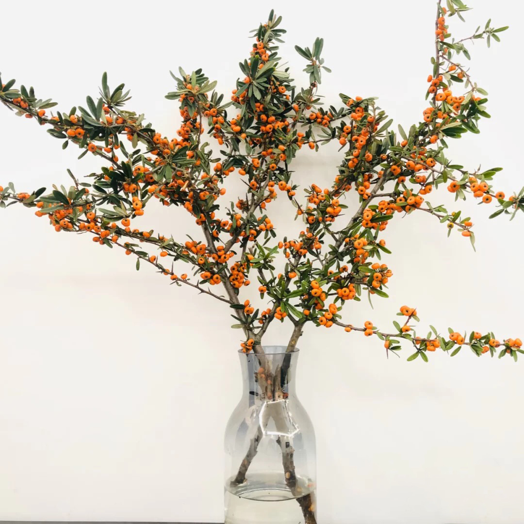 火棘果鲜切花水养室内插花年宵花