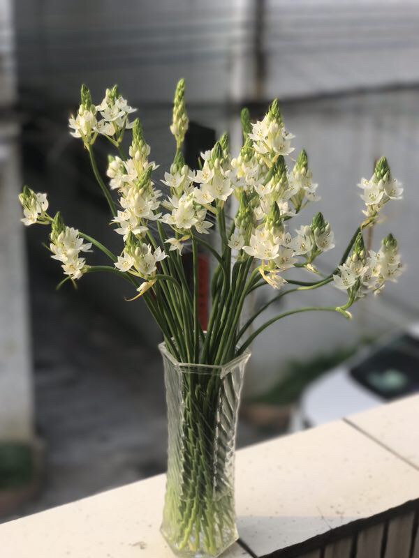 云南昆明鲜花基地直发雀梅天鹅绒绿毛球鲜切花家庭办公室插花