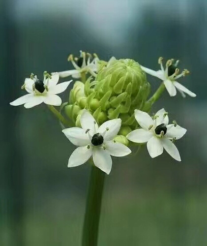 天鹅绒雀梅鲜切花水养家庭办公室内插花新鲜水培鲜花云南基地直发 - 封面