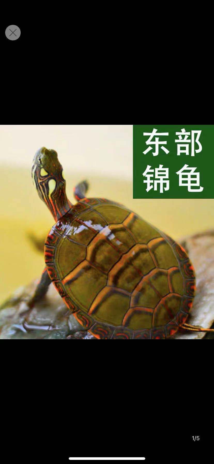 东锦龟红腹西锦龟观赏龟深水龟85元专用链接