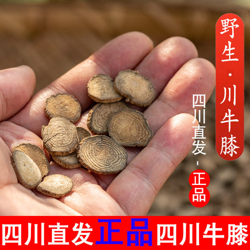 川牛膝四川野生四川发货500克