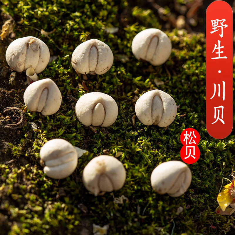 四川特别级正品野生川贝母中药材松贝臻选无硫阿坝松潘川贝粉20克