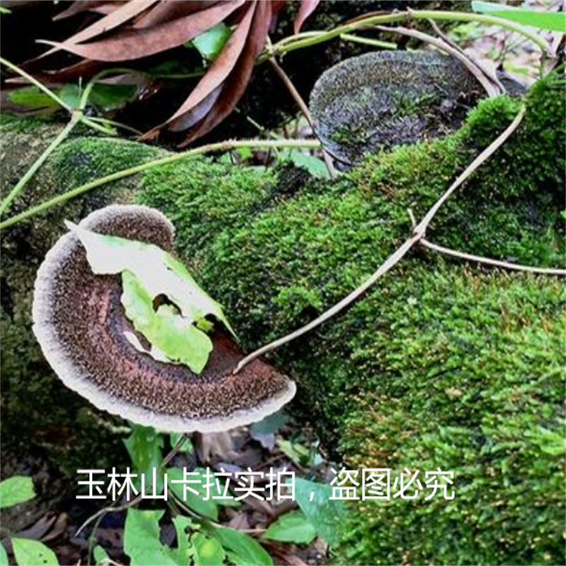 蜂窝灵芝广西大山毛蜂窝菌蜂窝灵芝龙眼梳野生龙眼菌