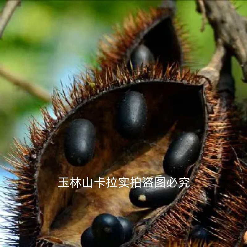 广西深山南蛇勒 南蛇簕 南蛇藤南蛇竻 老鸦枕头 猫爪簕棵模中药材