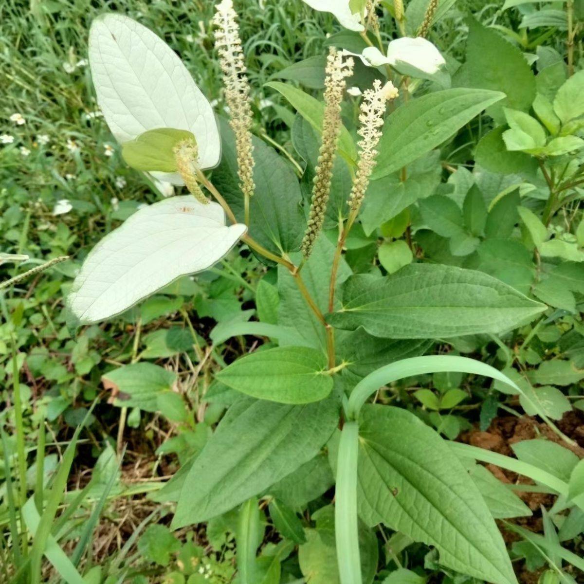 三白草过塘藕三点白三白草根