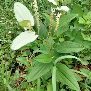 广西三白根 过塘藕 三点白 三白草根 白莲藕根 三白草中药材