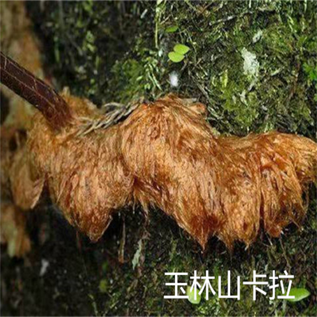 广西深山骨碎补 毛姜 爬岩姜 石岩姜 接骨姜 中药材 石碎补包邮