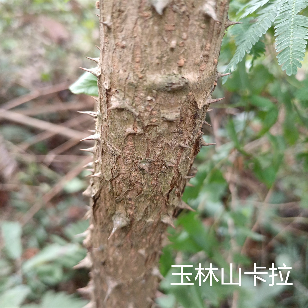广西深山楤木 葱木 百鸟不宿 雀不站 鸟不落 忽木  鹰不泊500g