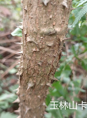 广西深山楤木 葱木 百鸟不宿 雀不站 鸟不落 忽木  鹰不泊500g