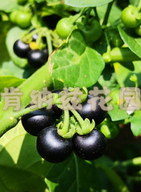 龙葵 Solanum nigrum/种子5-10粒装