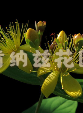 圣约翰草 Hypericum perforatum/贯叶连翘干草10-50g/种子5-10粒