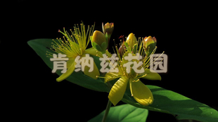 圣约翰草 Hypericum perforatum/贯叶连翘干草10-50g/种子5-10粒