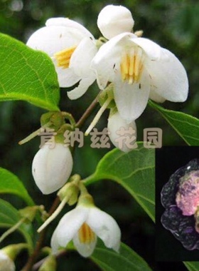 安息香 Styrax benzoin/安息香脂10-50g/种子5粒装