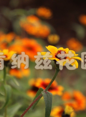 孔雀草 Tagetes patula/法国万寿菊种子10-50粒装