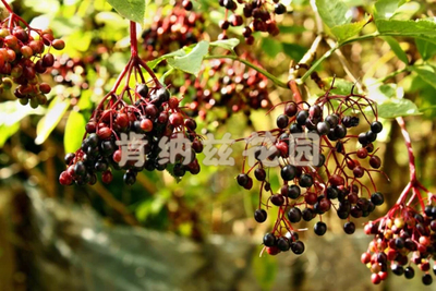 欧洲接骨木 Sambucus nigra/恶魔之眼干木段10-50g/种子5-10粒装