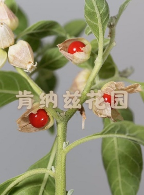 南非醉茄 Withania somnifera/睡茄 印度人参10-50g/种子5粒装