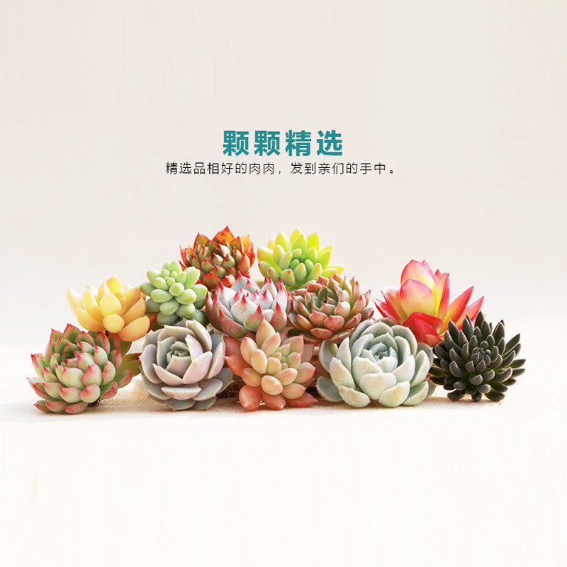 2仓多肉植物组合套装套餐新手多肉小苗小盆栽一件代发