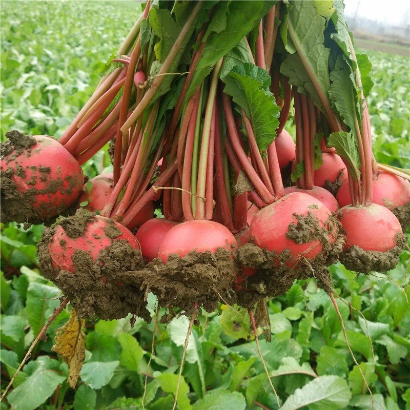 红萝卜湖北农家自种红皮白心萝卜现挖现发新鲜瓜果3斤5斤,水产肉类/新鲜蔬果/熟食,萝卜/胡萝卜,淘宝优惠券,粉丝福利购,淘宝优惠卷