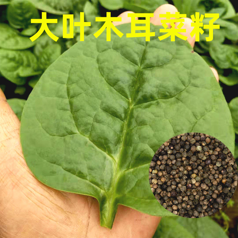 大叶木耳菜种子紫角叶潺菜籽落葵豆腐菜种籽高产抗病散装