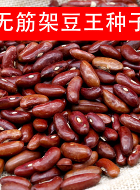无筋架豆王种子刀豆籽四季豆菜豆圆棍形翠绿散装