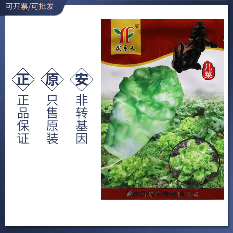 四川儿菜种籽种子 芥菜种籽 民为天 春妞儿菜籽 包邮
