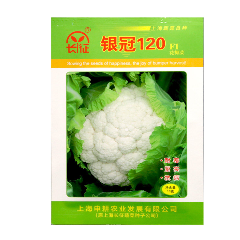 上海长征银冠120天白花椰菜种子