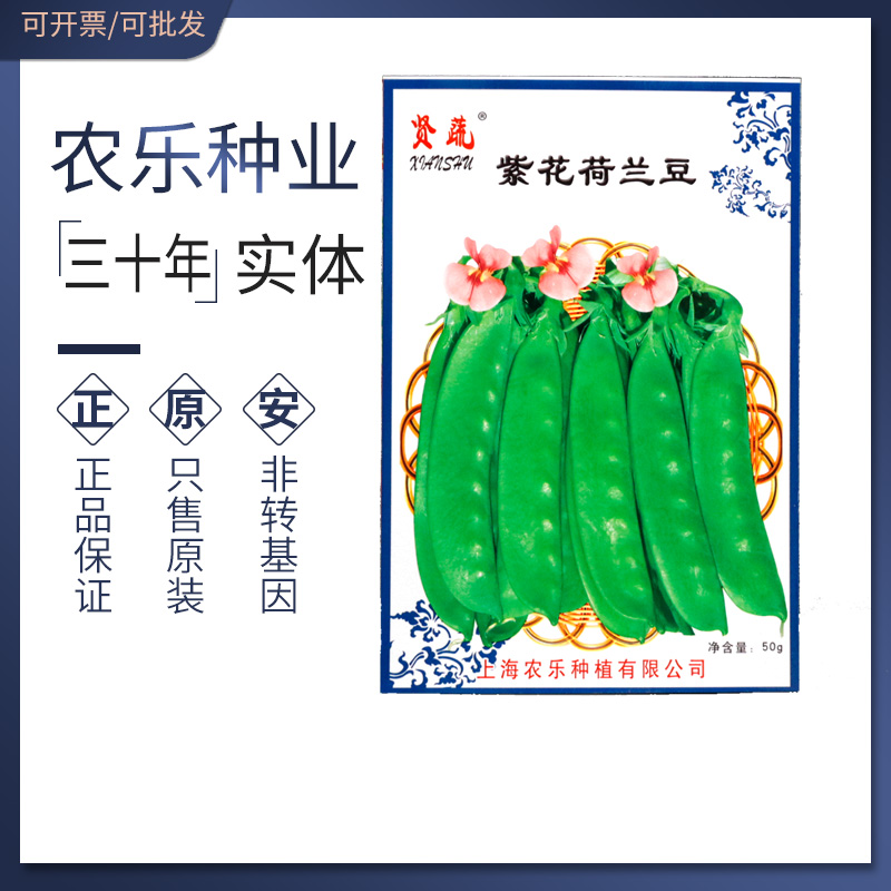 紫花荷兰豆种子早熟耐寒