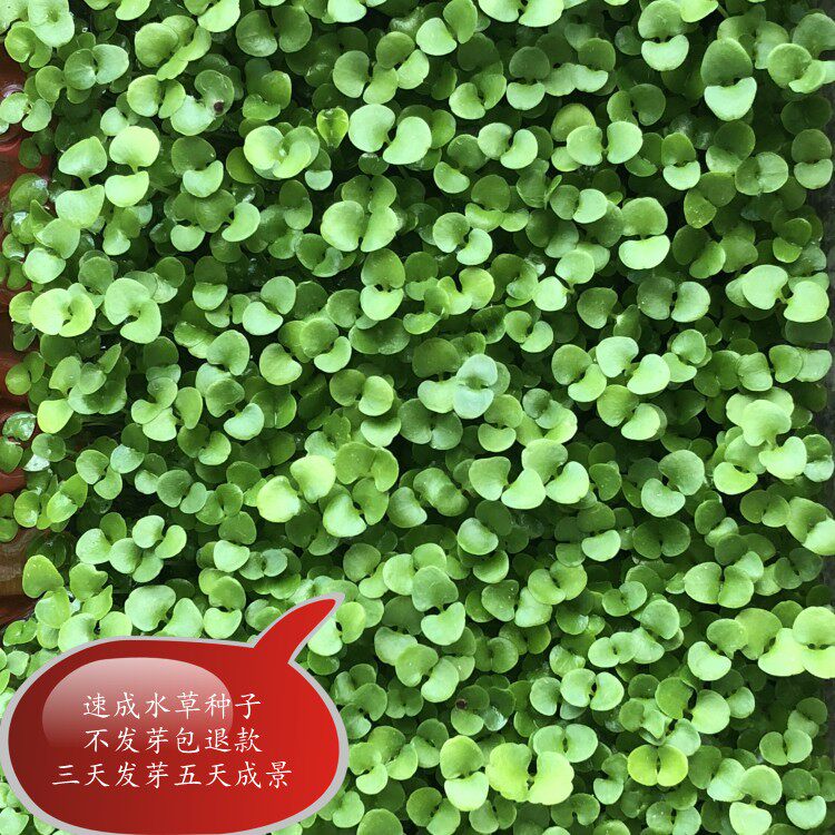 新款大小对叶幸运草活体有茎类水草种子四季淡水植物鱼缸造景底沙
