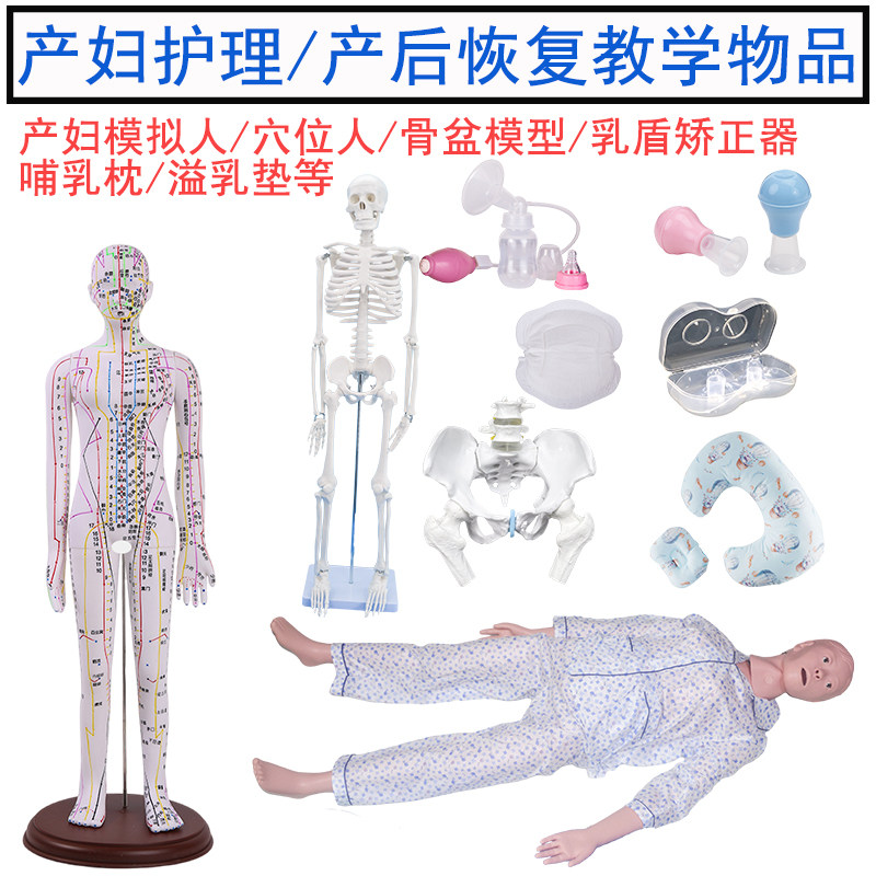产妇护理/产后恢复教学模拟人 乳头矫正器保护罩溢乳垫骨盆模型