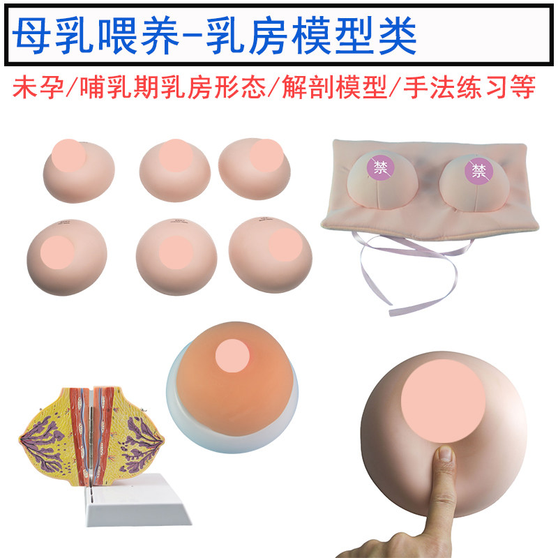 孕妇学校培训 孕期哺乳期乳房形态解剖模型母乳喂养异常乳头教具