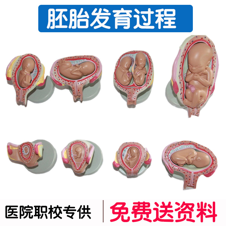 산부인과 가족 계획 디스플레이 모델 임신 발달 과정 모델 배아 모델 임산부 학교 모델