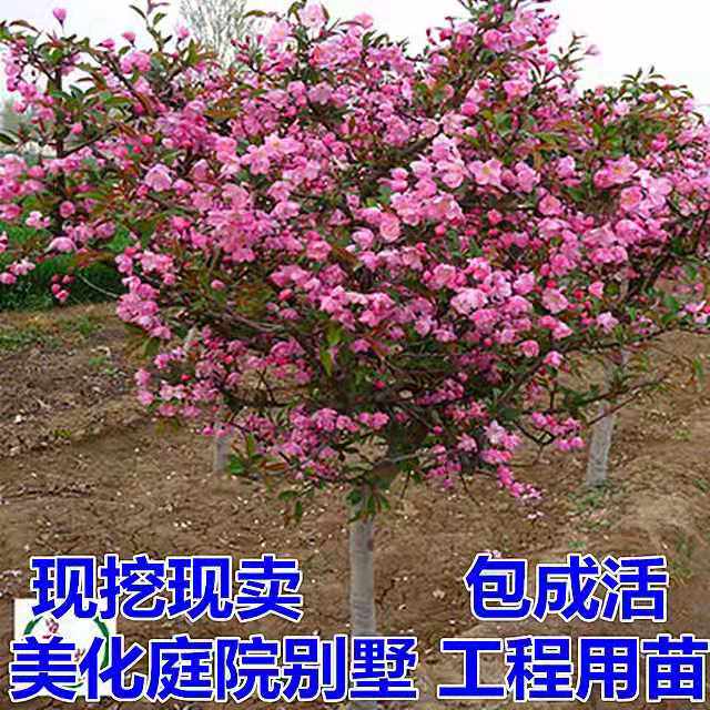 Begonia Sapling Begonia Crabapple seedlings large Sapling North American Begonia Ruby courtyardin the Flower delivery/Flowers simulation/Plants gardening , Garden Plants/Trees/Fruit tree, Trees/Arbor category - from Buy2taobao.com to provide professional Taobao agent buy service