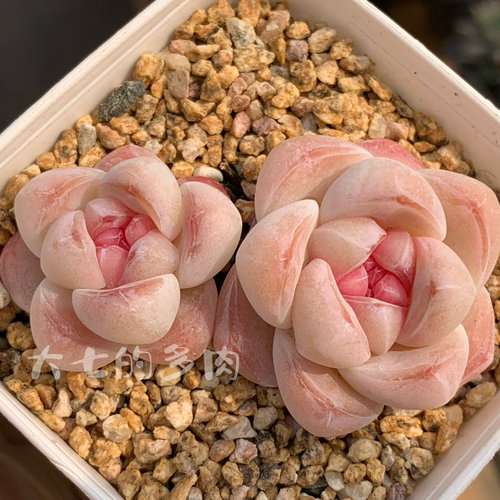 红冰心冰玉一物一拍大七的多肉