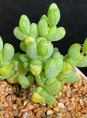 元宝枝干番杏 王小明母本繁殖 一物一拍 大七的多肉