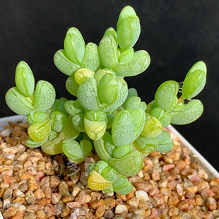 元宝枝干番杏 王小明母本繁殖 一物一拍 大七的多肉