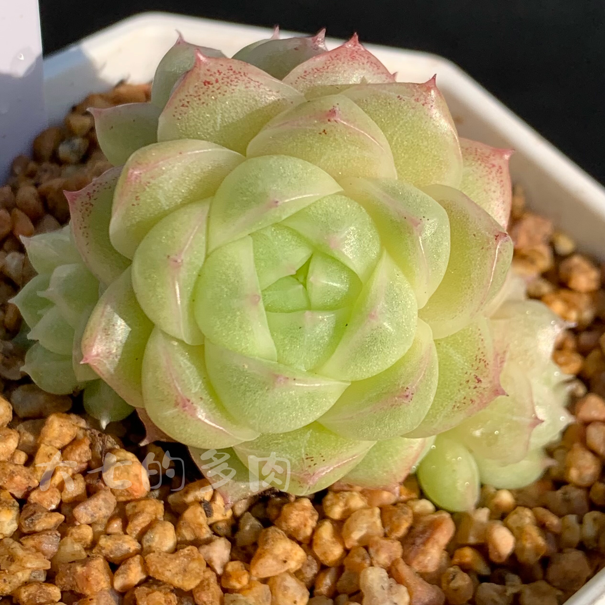 珠光白麦秆大七的多肉多肉植物