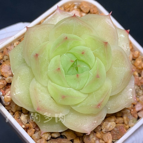 琉璃麦秆一物一拍大七的多肉