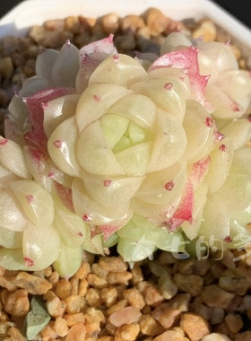 珠光白包子麦秆 优选定向繁殖  一物一拍 大七的多肉 多肉植物