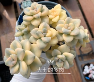 美杏锦 覆轮锦 精品控养单头   大七的多肉  一物一拍 多肉植物