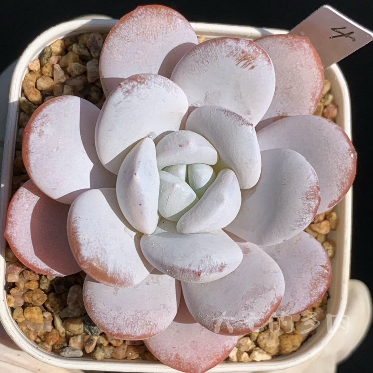 雪莲 经典品种 多肉植物 一物一拍 大七的多肉