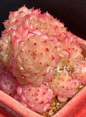 葡萄叶麦秆 优选集合 母猪小脸 多肉植物 一物一拍 大七的多肉