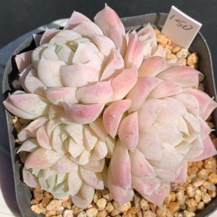 阿尔巴丝绸 正版 白透粉群生 多肉植物 一物一拍 大七的多肉植物