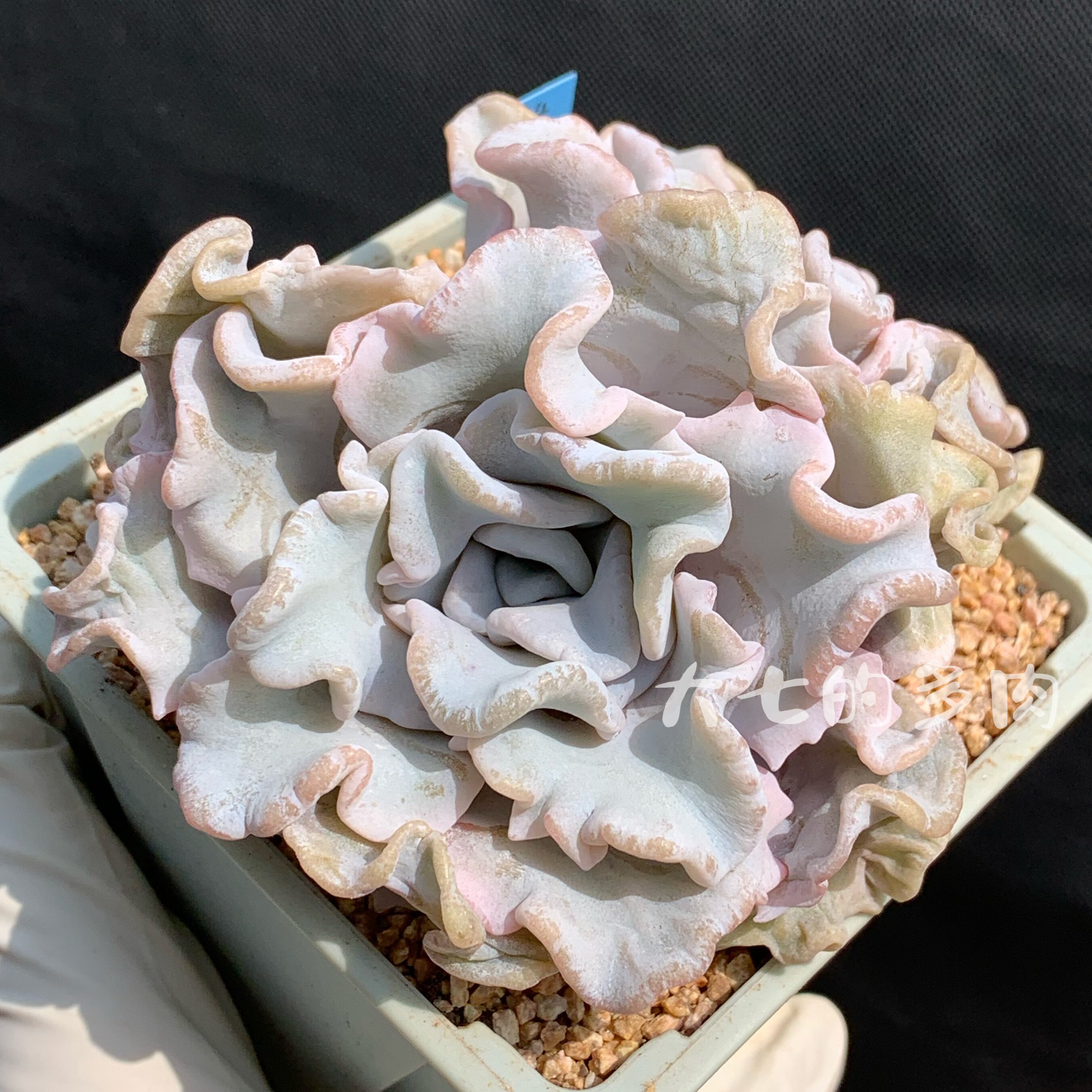 白色饺子皮 芭蕾舞者 正版母本 多肉植物一物一拍 大七的多肉