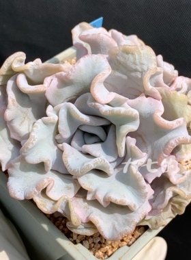 白色饺子皮 芭蕾舞者 正版母本 多肉植物一物一拍 大七的多肉