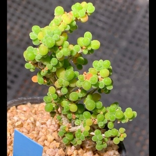 大七 一物一拍 多肉 小老桩群生 米粒枝干番杏