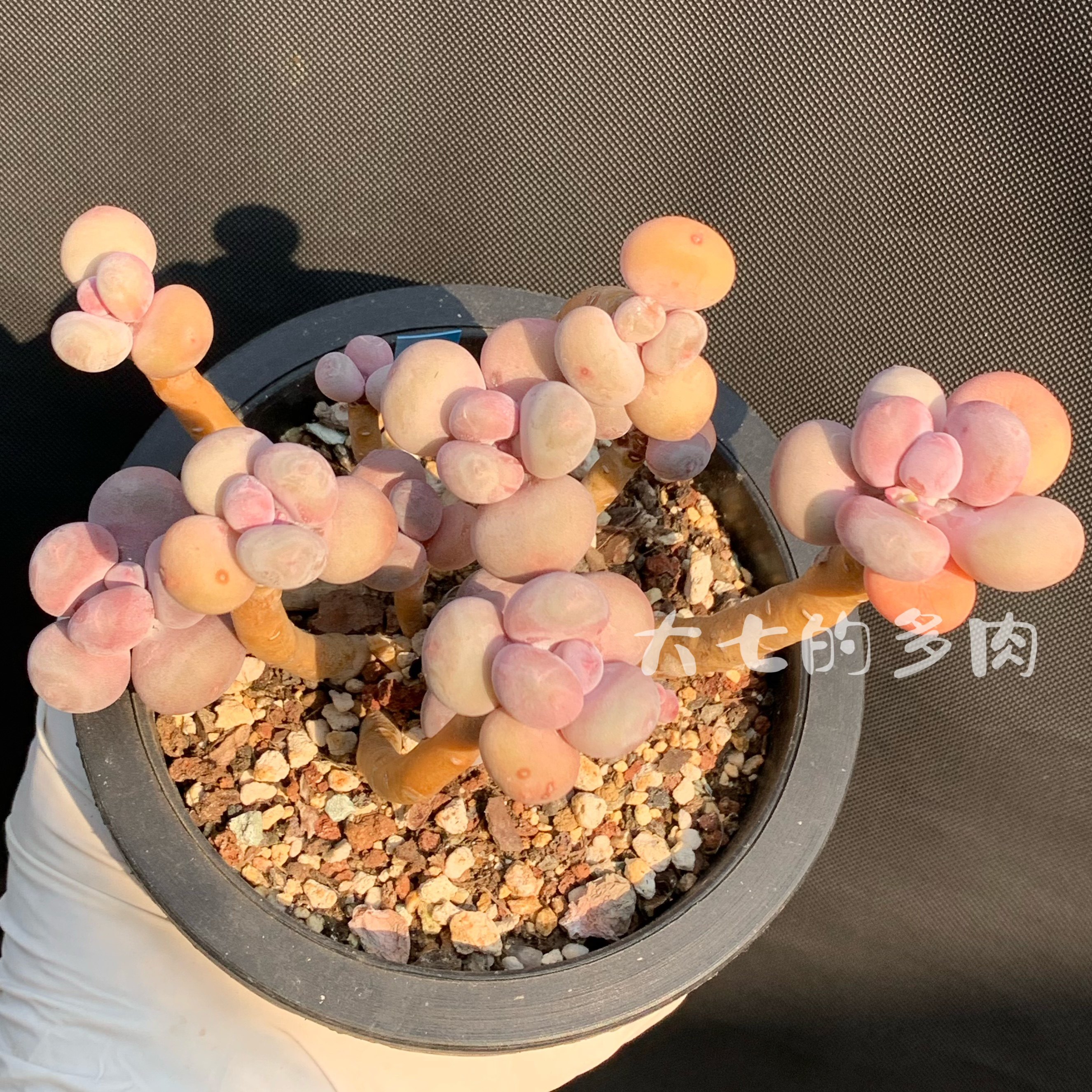 亚美奶酪 老桩群 多肉植物 一物一拍 大七的多肉